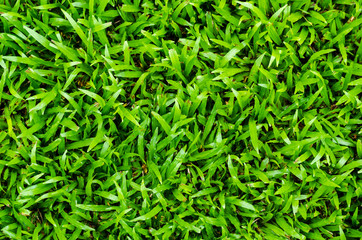 grass texture