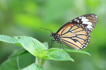 Common Tiger butterfly