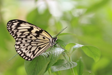 Large Tree Nymphs(Paper Kite,Rice Paper) butterfly resting on the green leaf