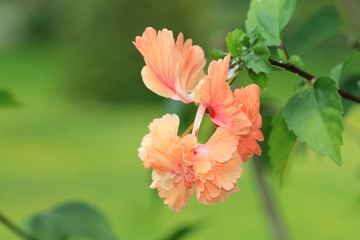 Hibiscus flower