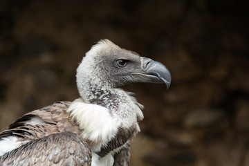 Oiseau Vautour de Rüppell