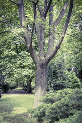 vintage like photo of some trees in a park