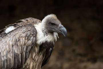 Oiseau Vautour de Rüppell