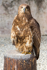 Oiseau Aigle ravisseur