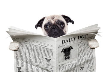 dog newspaper