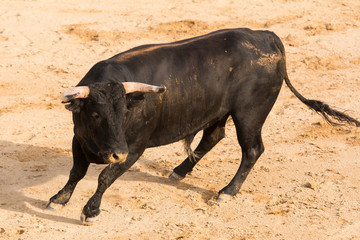 Toro Bravo Español