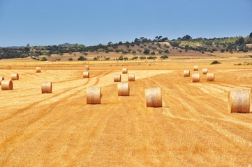 Fototapeta premium Ernte auf Mallorca