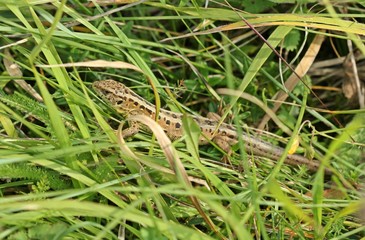 Weibliche Zauneidechse (Lacerta agilis)