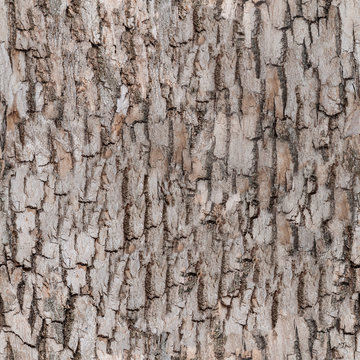 seamless bark tree