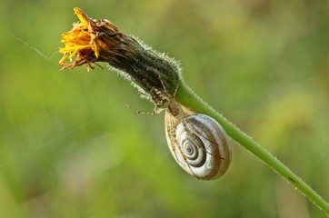 Herbstspinne (Metellina sp.) auf Heideschnecke (Helicella itala) © Schmutzler-Schaub