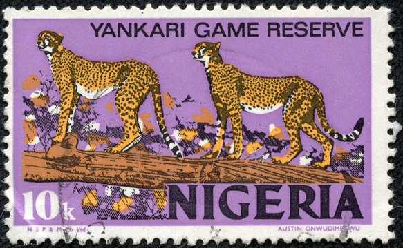 stamp printed in Nigeria shows African Leopards