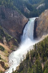Fototapeta na wymiar Yellowstone Falls