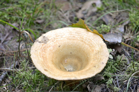 Wolliger Milchling Lactarius vellereus