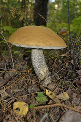 birkenpilz im wald