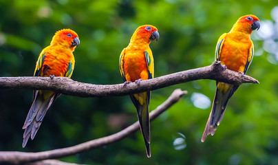 Exotic parrots sit on a branch, wildlife