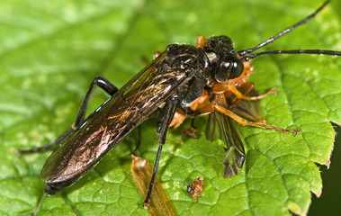 Sawfly (order Hymenoptera, Suborder Symphyta) eating an insect