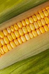 Maize cob