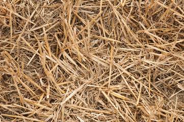 Dry straw detail, texture