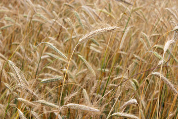 field of ripe wheat