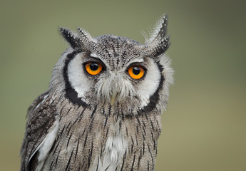 Scops owl portrait