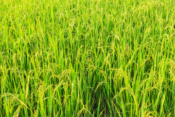 rice field