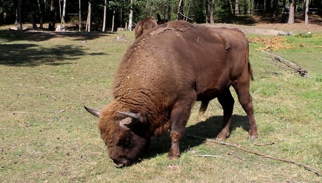 Żubr (Bison bonasus)