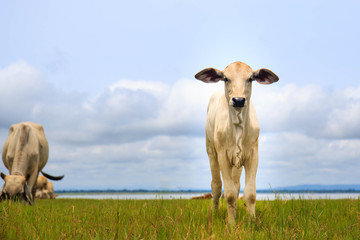 pretty little calf standing  in green pasture