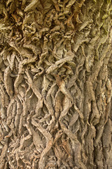Highly detailed oak bark texture