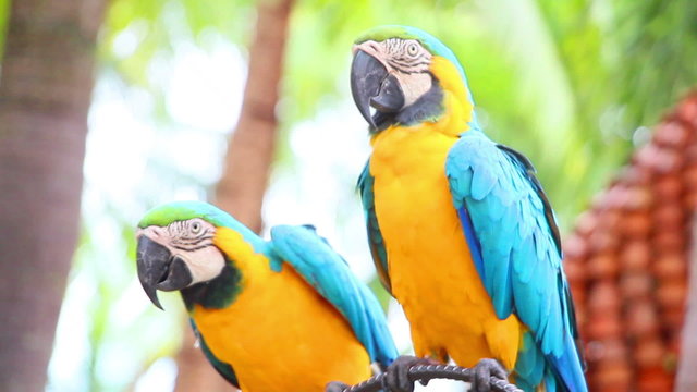 group of shouting aggressive colorful parrot macaw