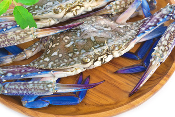 Blue crab