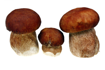 Three mushroom boletus