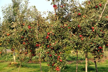 Apfelbaum trägt viele rote Äpfel