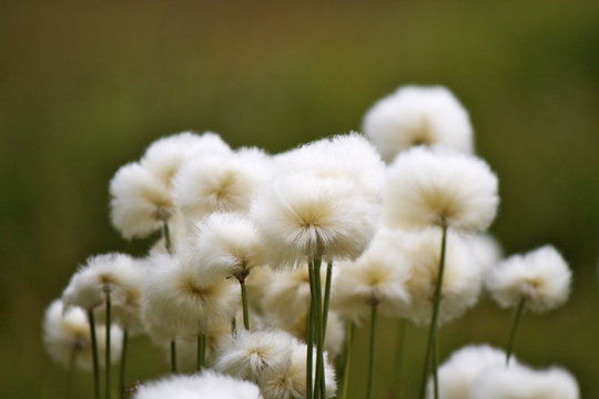 Eriophorum
