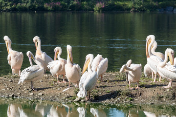 Flock of great white pelicans near a lake