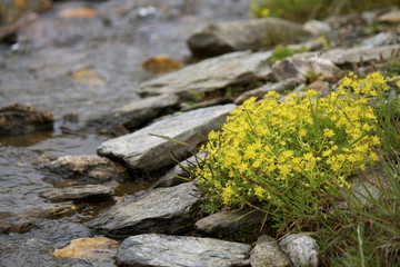 Ruscello di montagna