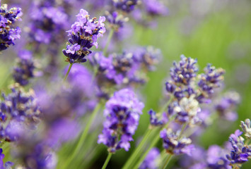 Lavendel, Blüten