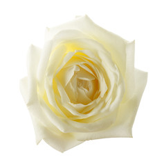 white rose isolated on the white background