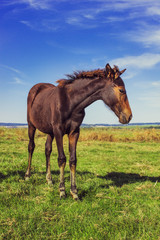 bay horse in the field on the sky background