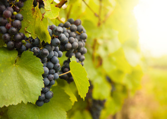Red wine grapes on vineyard