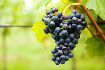 Red wine grapes on vineyard