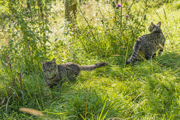 cats