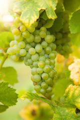 White wine grapes on vineyard