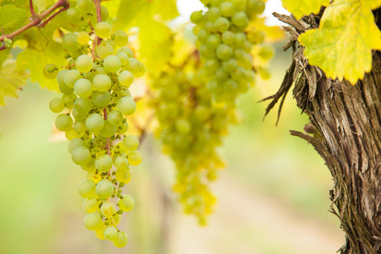 White wine grapes on vineyard