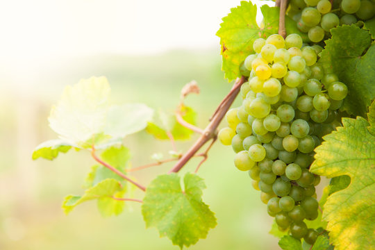 White wine grapes on vineyard