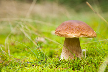 Boletus macro photo in moss