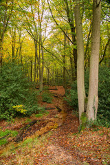 Beautiful vibrant Autumn Fall colors in forest landscape