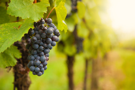 Red Wine Grapes On Vineyard