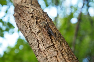 ツクツクボウシ