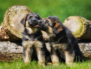 Cute german shepherd puppies