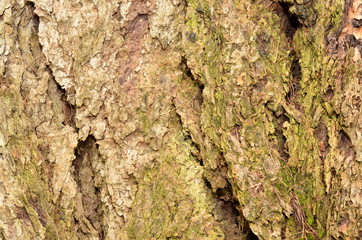 pine bark